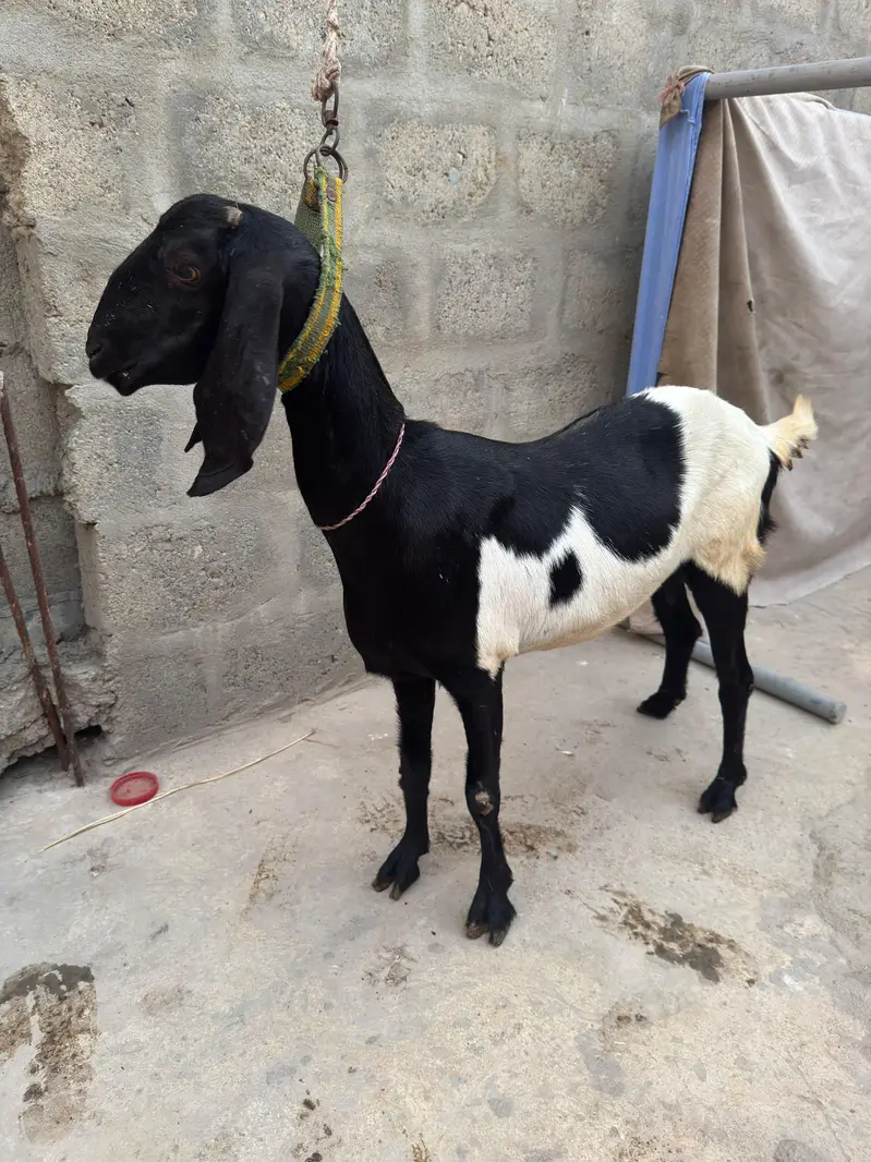Tapari female — photo 5