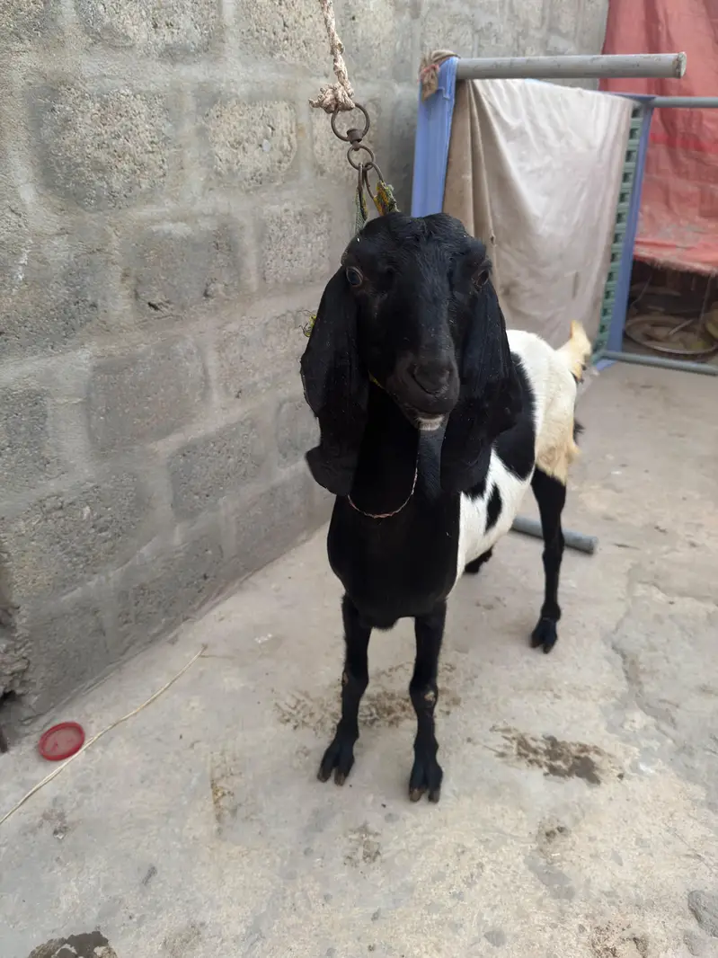 Tapari female — photo 6