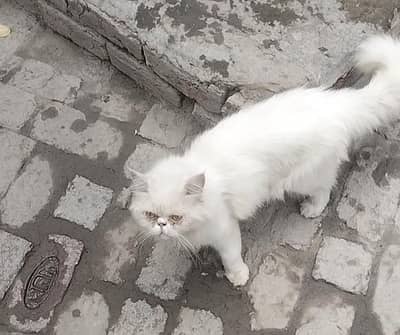 Persian piki Male