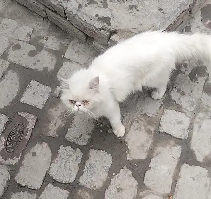 Persian piki Male — photo 2