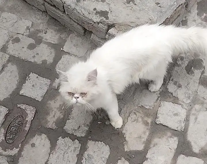 Persian piki Male — photo 3