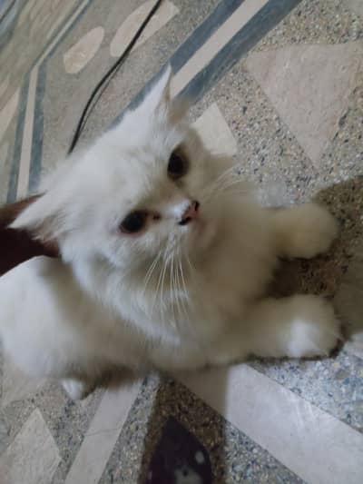 cats and kitten