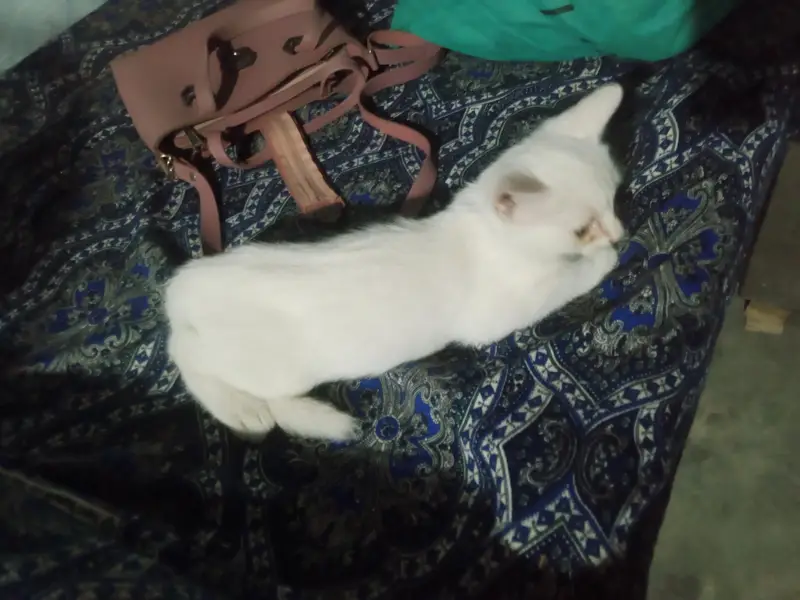 cats and kitten — photo 3