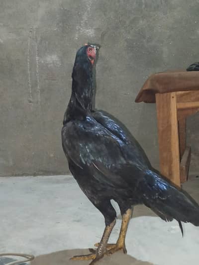 Keeping and raising hens at home for fresh eggs