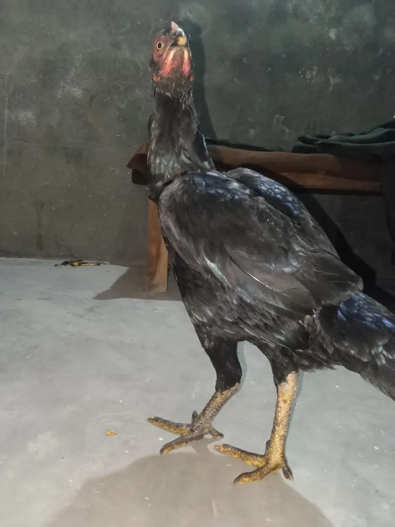 Keeping and raising hens at home for fresh eggs — photo 2