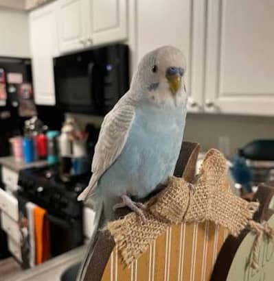 Hogoromo budgies_split_male.