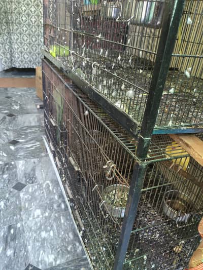 Yellow ring ,neck green ringneck , raw home breeders pair comform