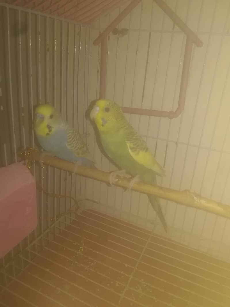 bujie 0