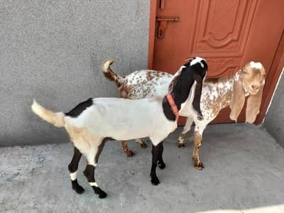 toutal 3 janwar ha ek Bakra aur 2 bakriya bakriya douno cross ha