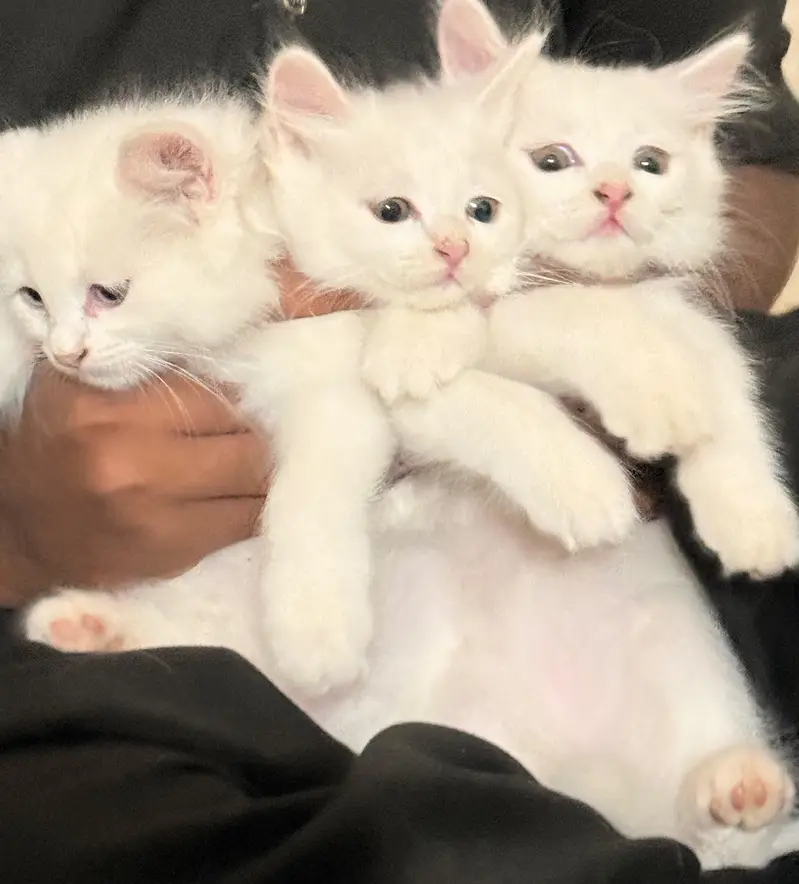 Persian kittens Triple coated — photo 2