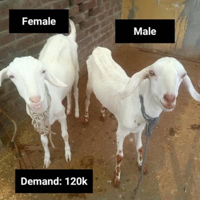 1 Bakra (Breeder) + 2 Bakriyan