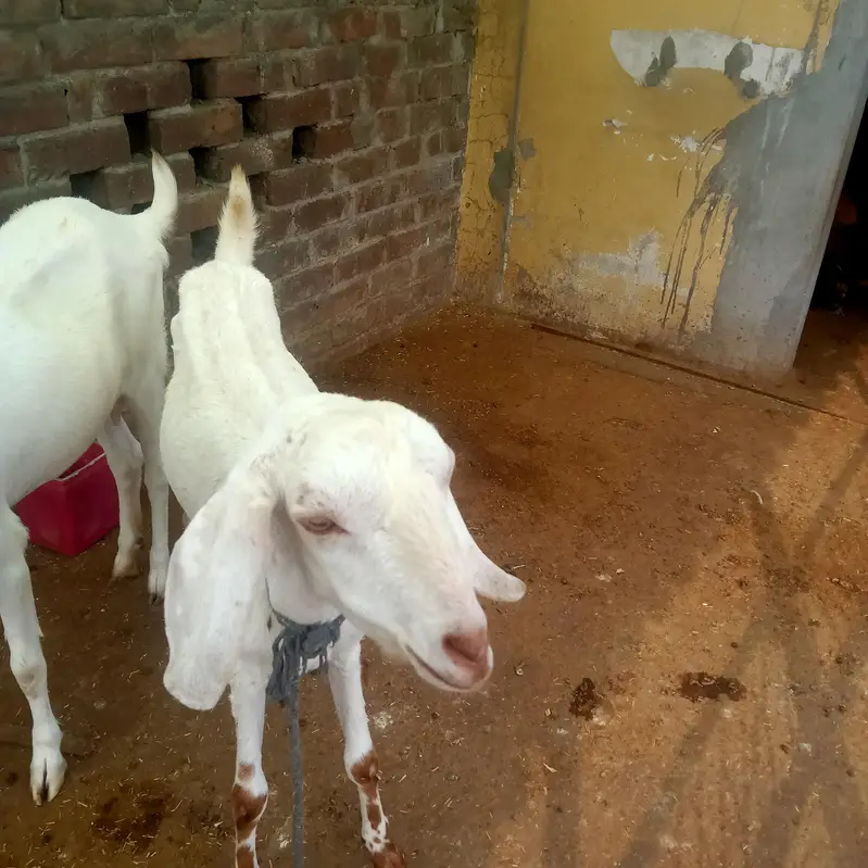 1 Bakra (Breeder) + 2 Bakriyan — photo 2