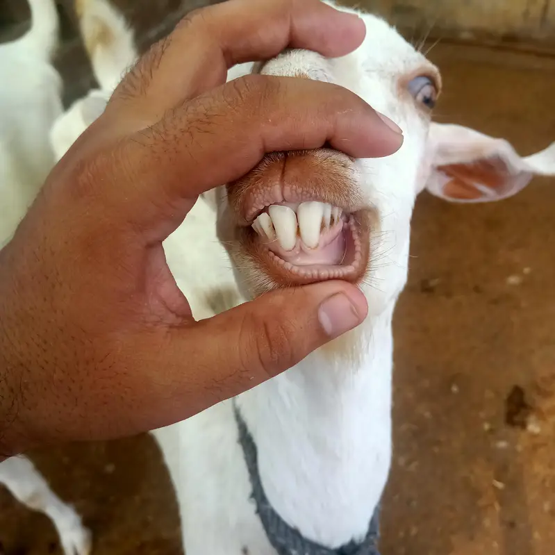 1 Bakra (Breeder) + 2 Bakriyan — photo 3