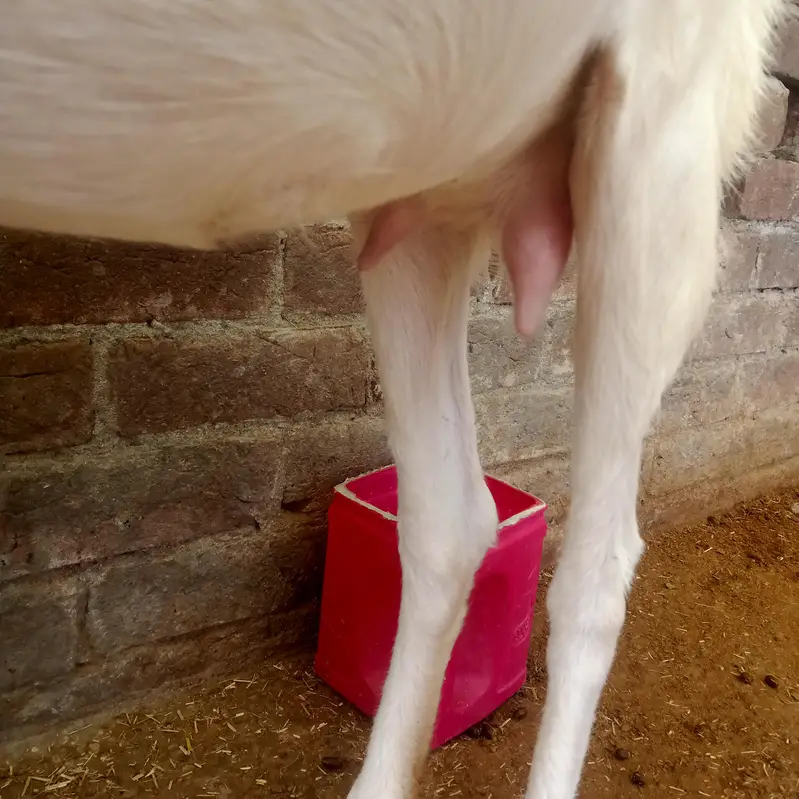 1 Bakra (Breeder) + 2 Bakriyan — photo 4