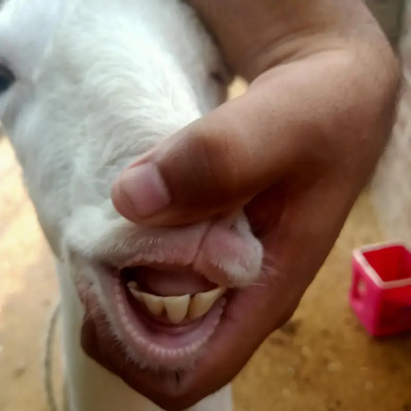 1 Bakra (Breeder) + 2 Bakriyan — photo 5