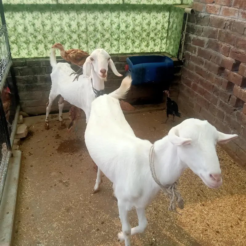 1 Bakra (Breeder) + 2 Bakriyan — photo 6