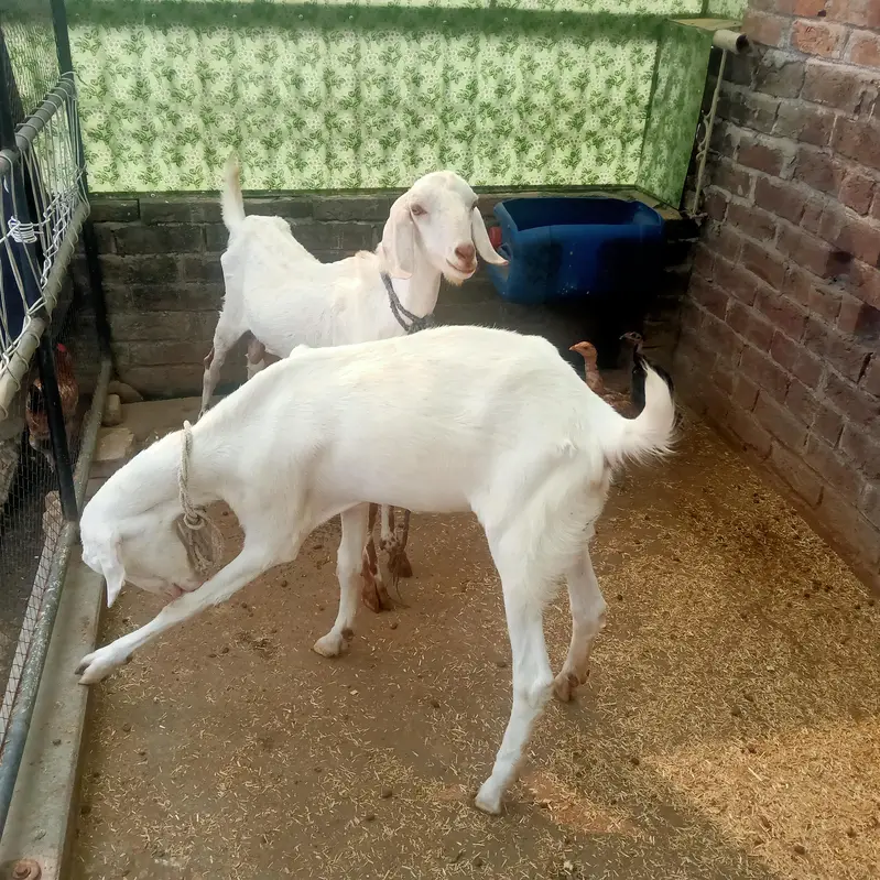 1 Bakra (Breeder) + 2 Bakriyan — photo 7