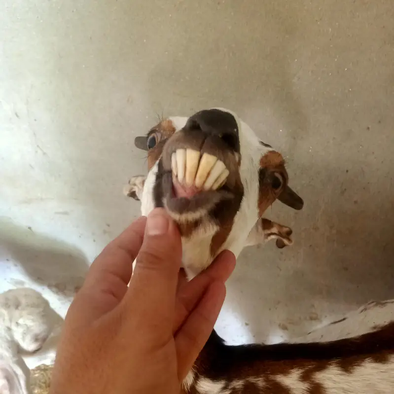 1 Bakra (Breeder) + 2 Bakriyan — photo 8