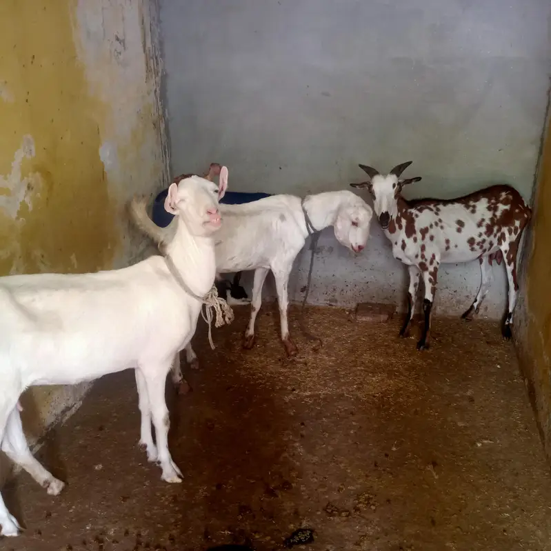 1 Bakra (Breeder) + 2 Bakriyan — photo 9