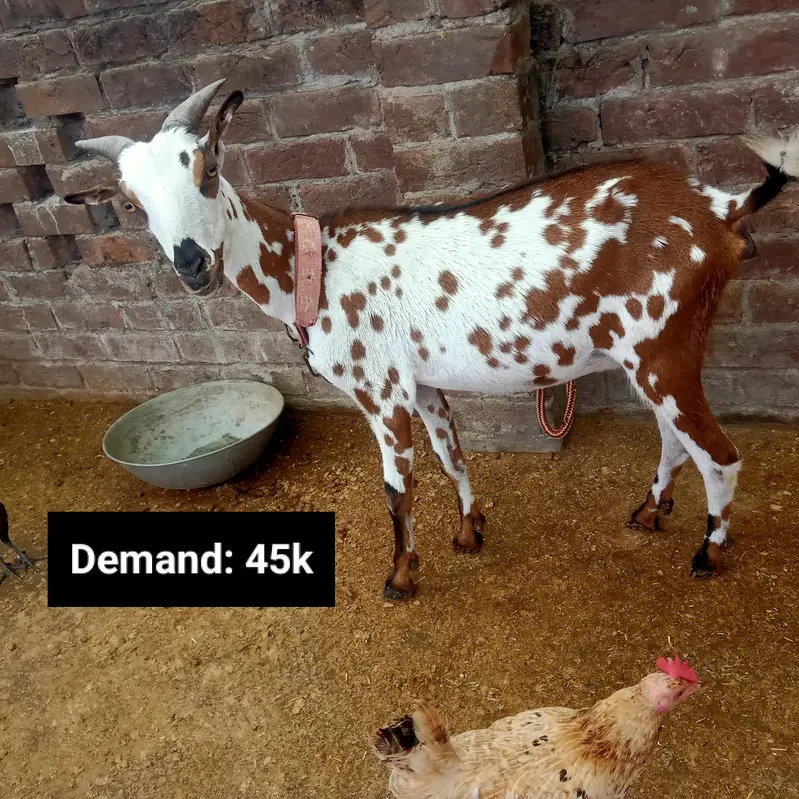 1 Bakra (Breeder) + 2 Bakriyan — photo 10