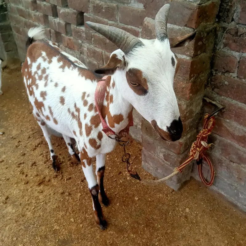 1 Bakra (Breeder) + 2 Bakriyan — photo 11