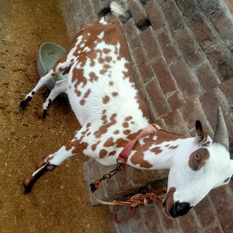 1 Bakra (Breeder) + 2 Bakriyan — photo 12