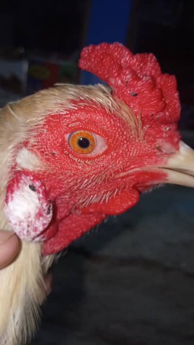 Pakistani Heera