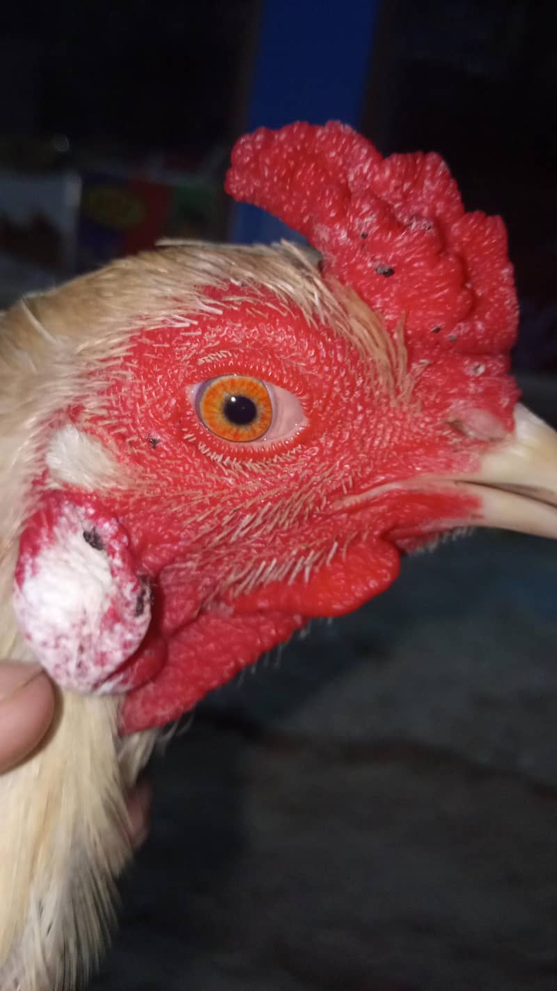 Pakistani Heera 0