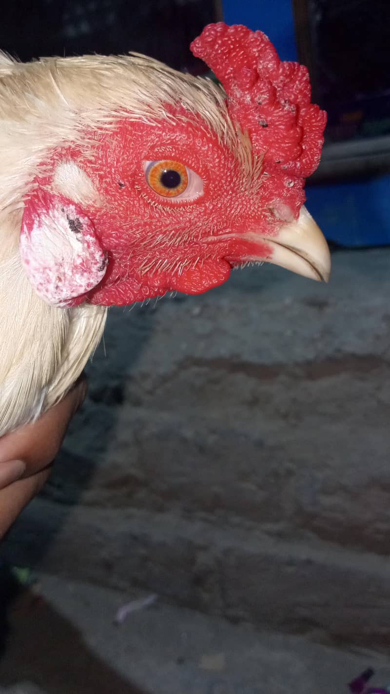 Pakistani Heera 1