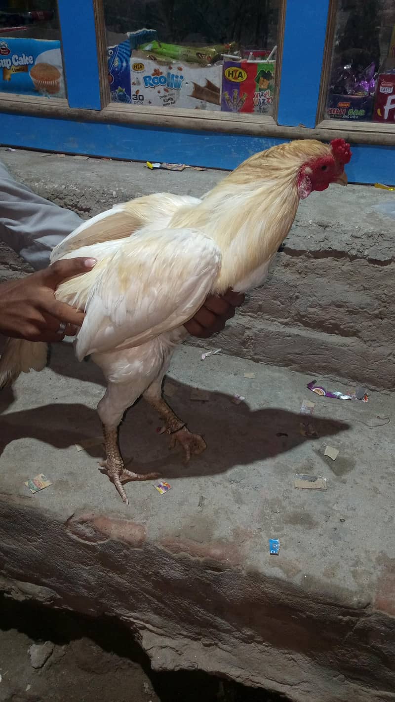 Pakistani Heera 2