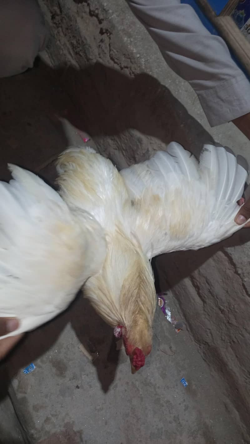 Pakistani Heera 3