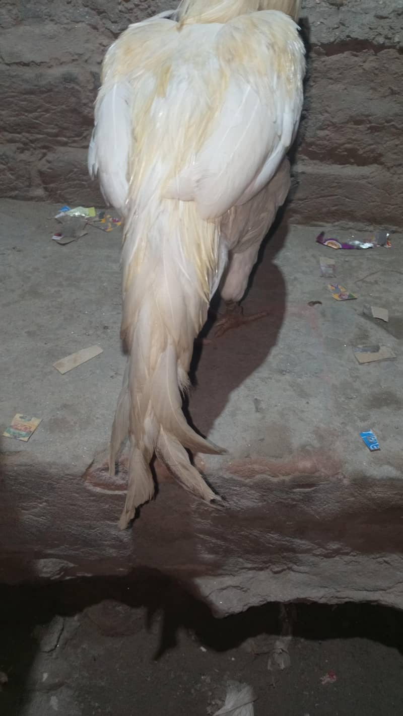 Pakistani Heera 4