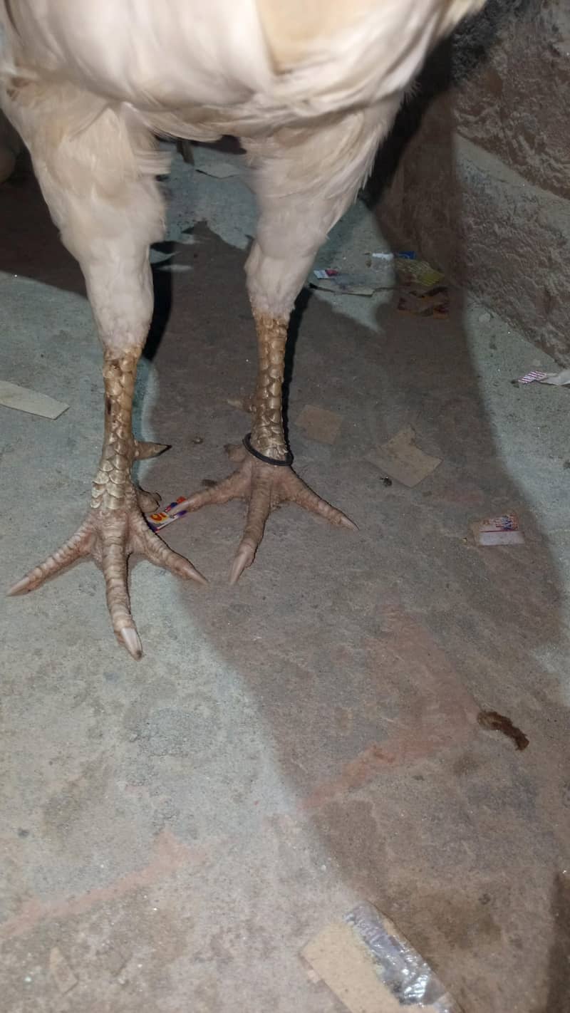 Pakistani Heera 5