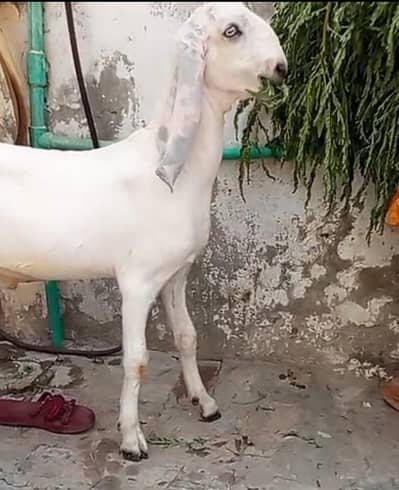 Bohat Ala cheez hai on whatapp 03011579393