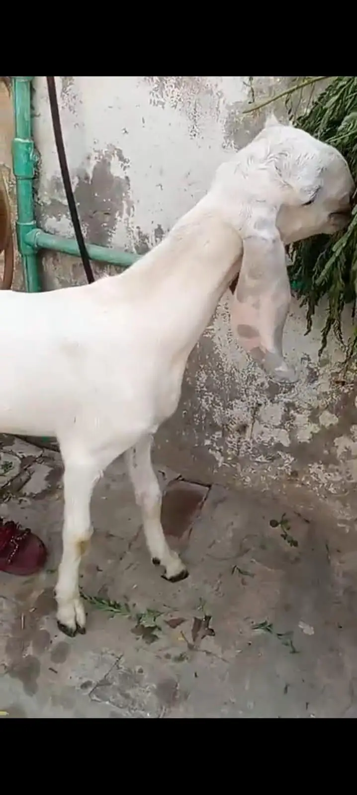 Bohat Ala cheez hai on whatapp 03011579393 — photo 3