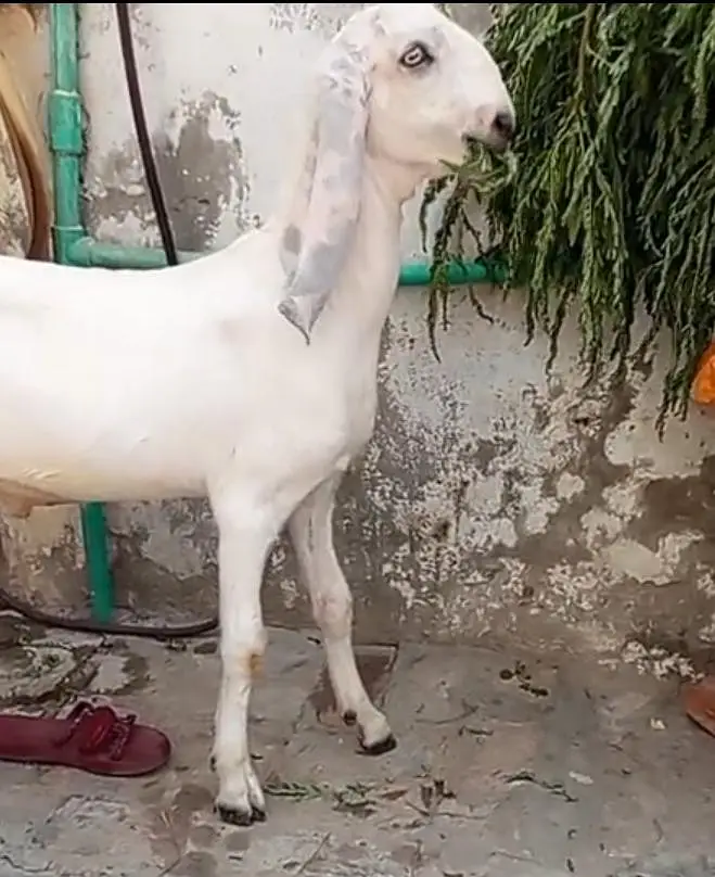 Bohat Ala cheez hai on whatapp 03011579393 — photo 4