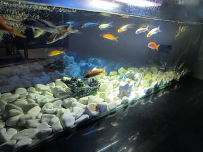 3d aquarium only fish viable with lights.