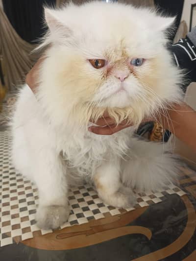 stud male cat