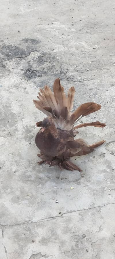 American black and red male huge size