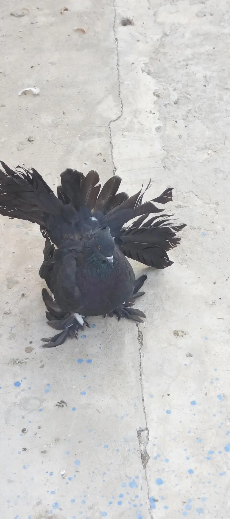 American black and red male huge size — photo 2