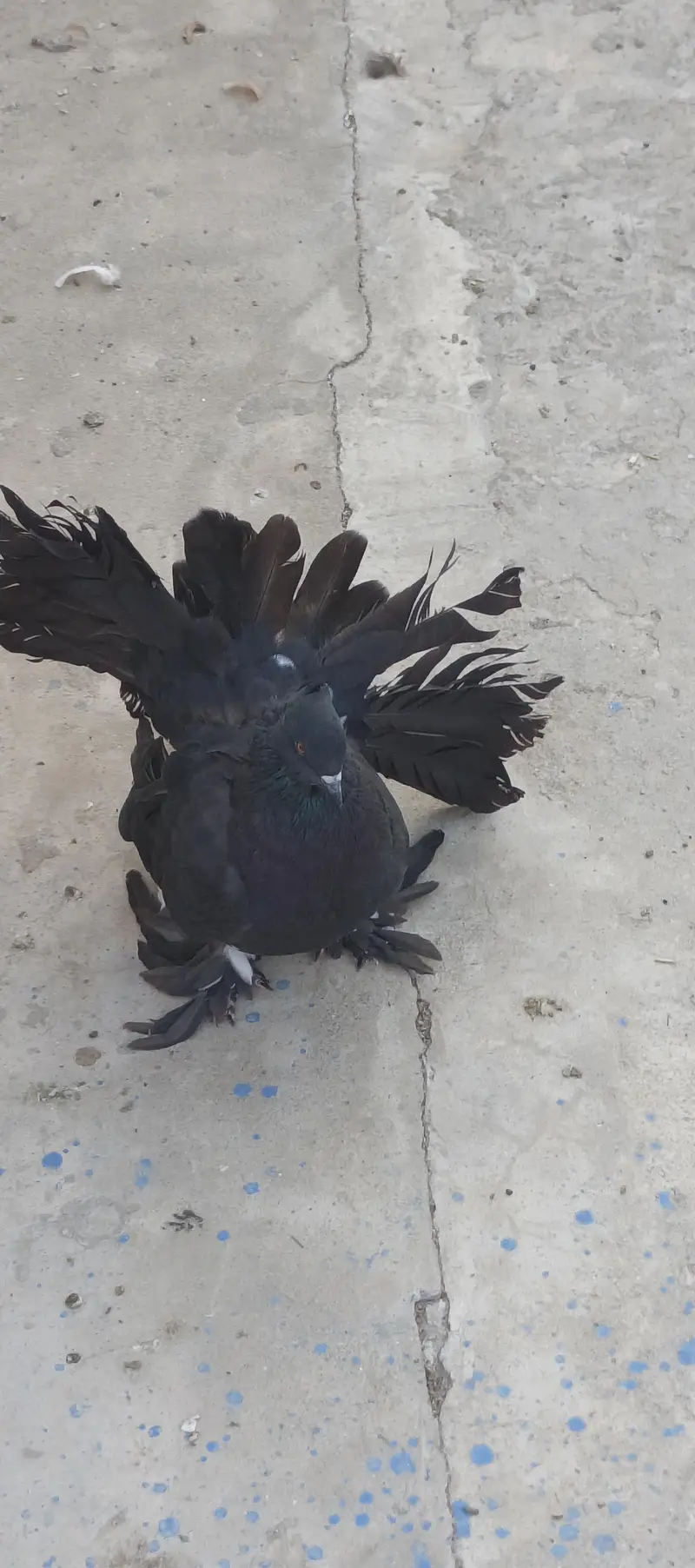 American black and red male huge size — photo 3