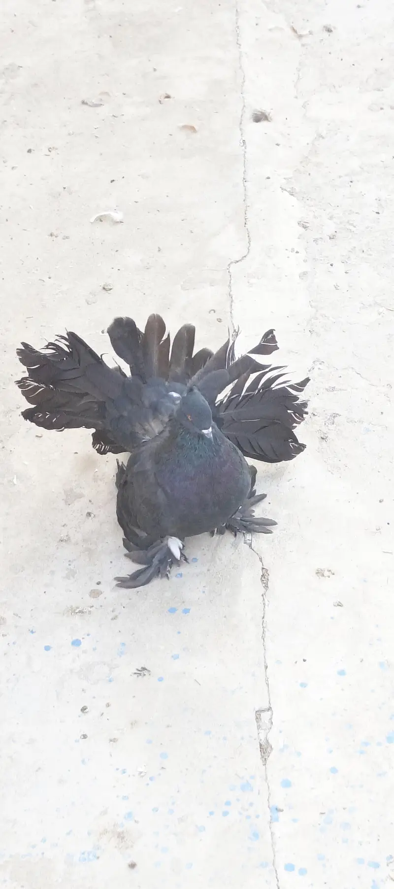 American black and red male huge size — photo 4