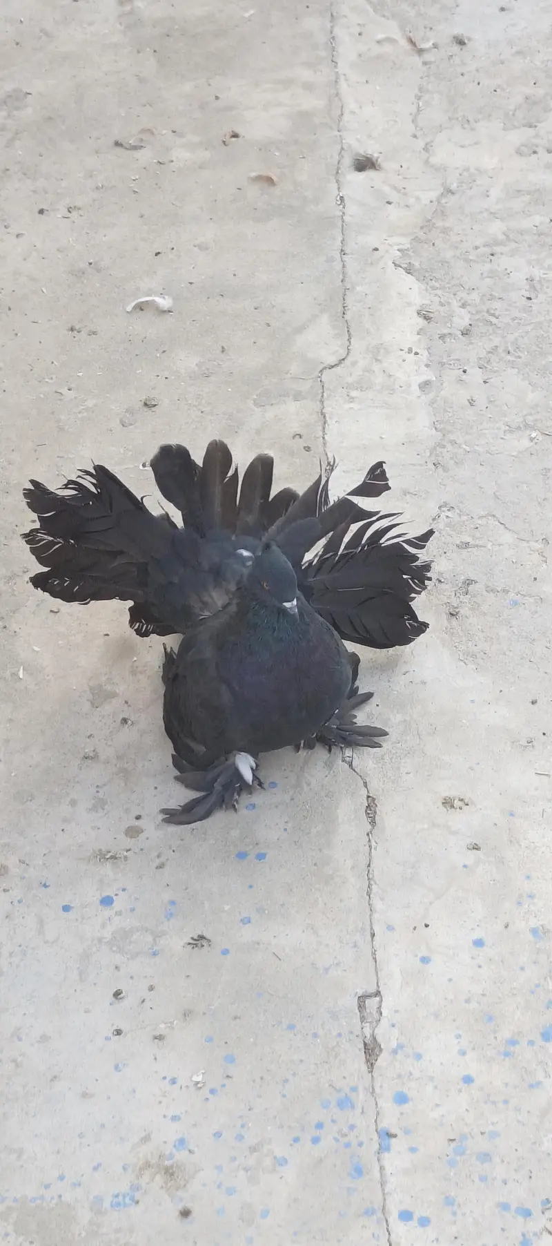 American black and red male huge size — photo 6