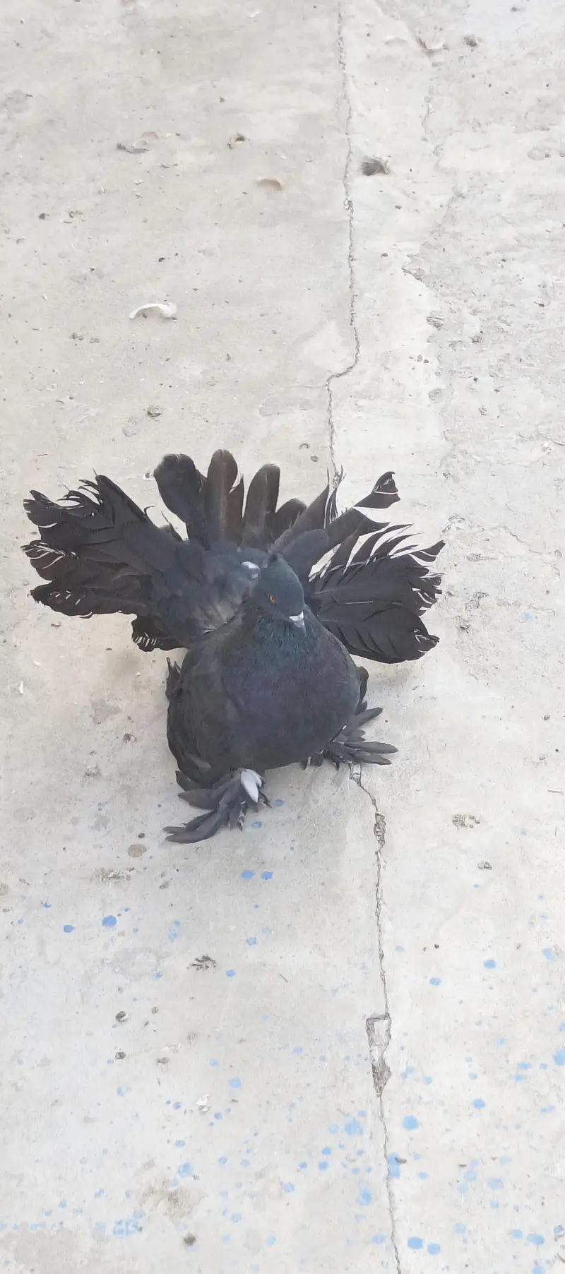 American black and red male huge size — photo 9