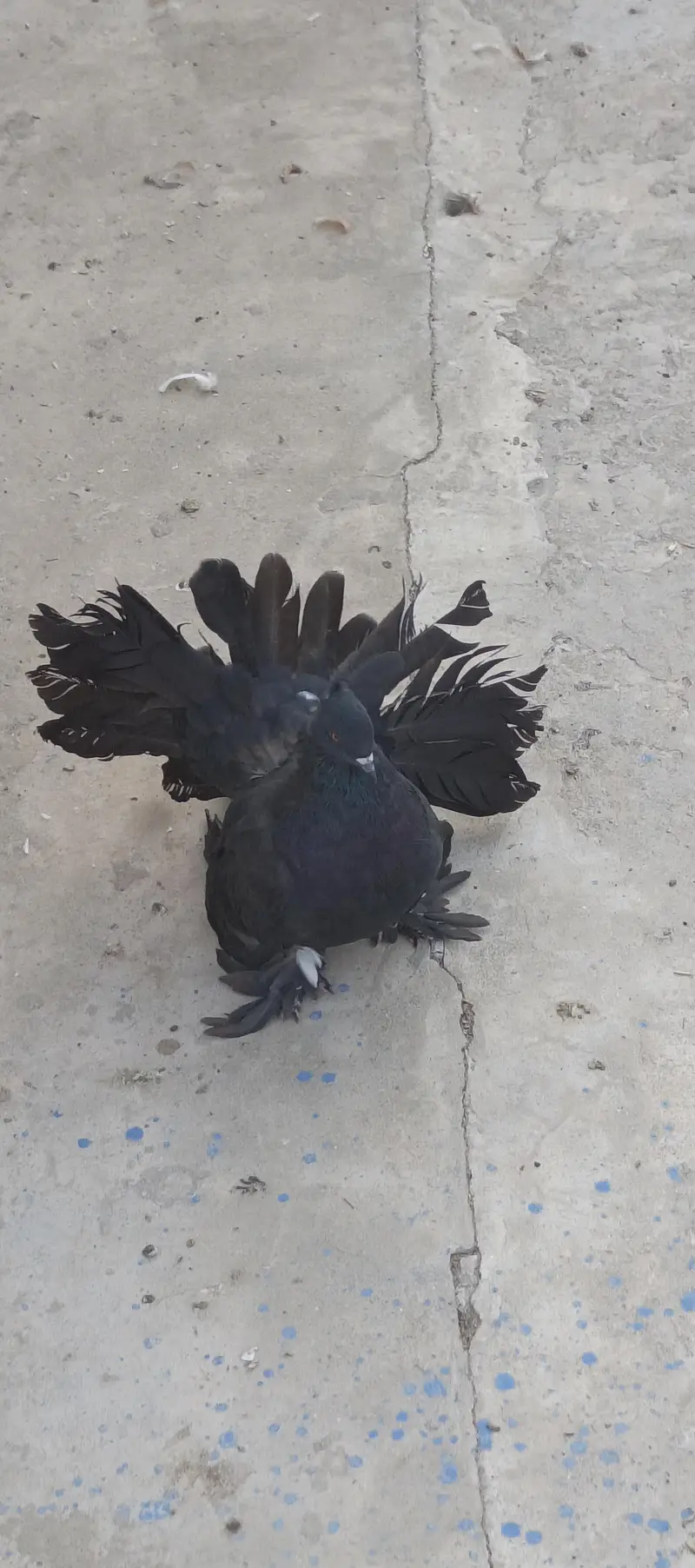 American black and red male huge size — photo 10