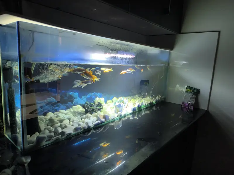 3d aquarium only fish viable with lights. — photo 5