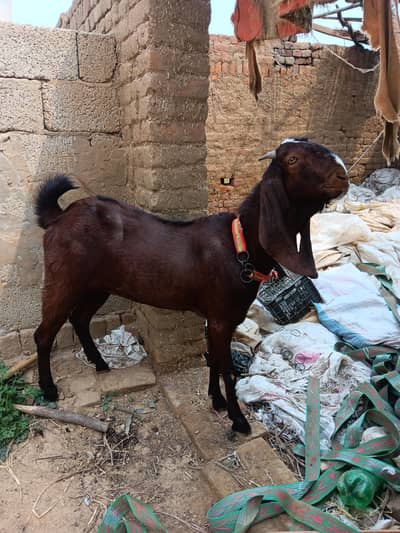 Beetal paht for sale
