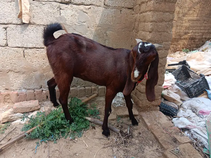 Beetal paht for sale — photo 2