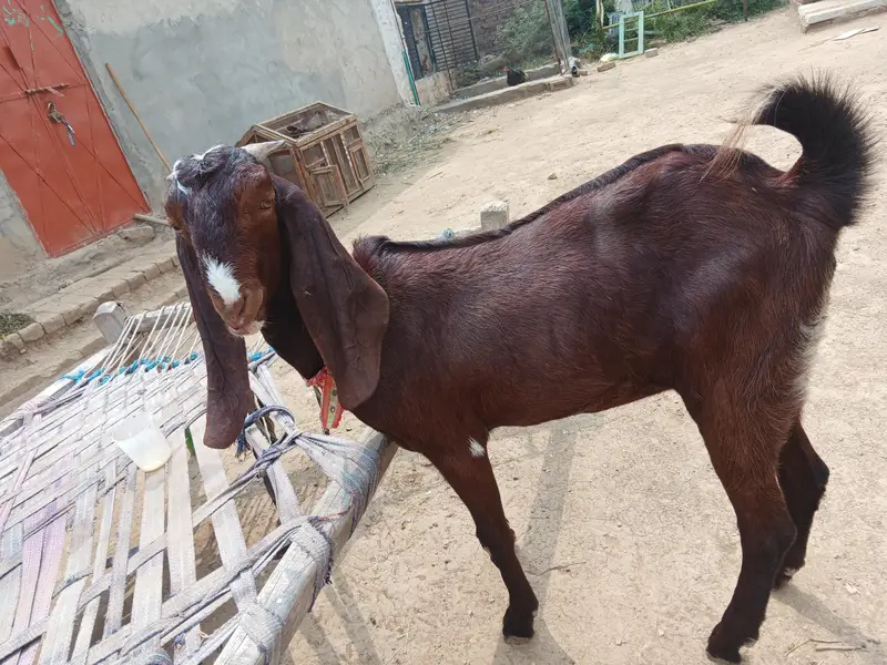 Beetal paht for sale — photo 4