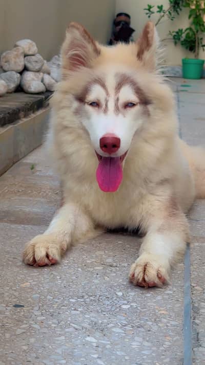 Trained/ vaccinated pupp